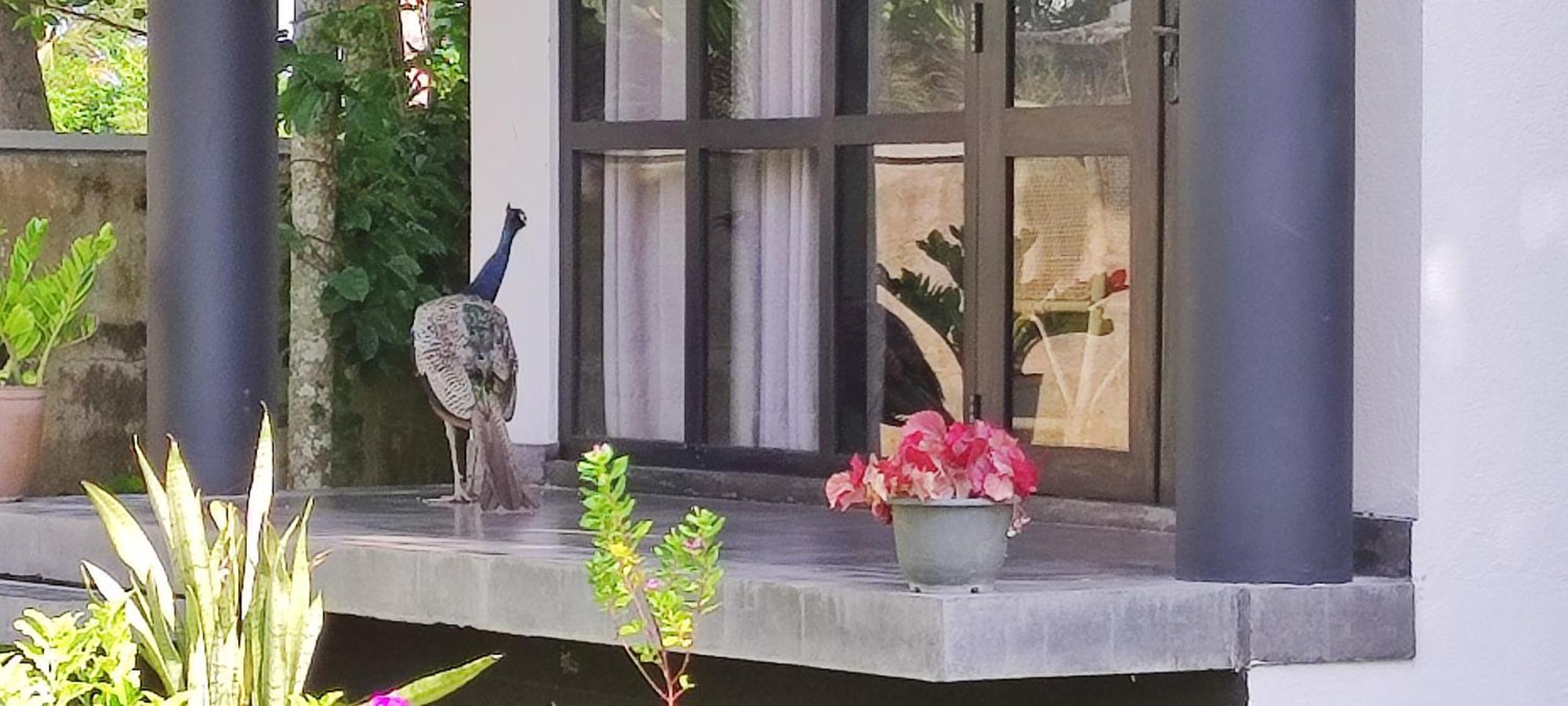 Mango Tree Villa Bentota Dış mekan fotoğraf