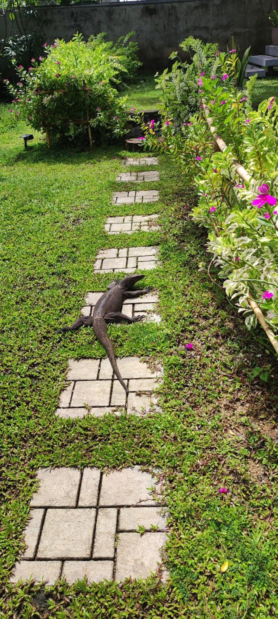 Mango Tree Villa Bentota Dış mekan fotoğraf
